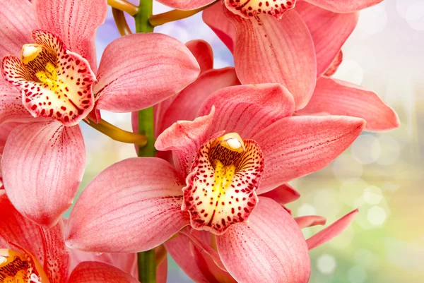 Flor de orquídea — Foto de Stock