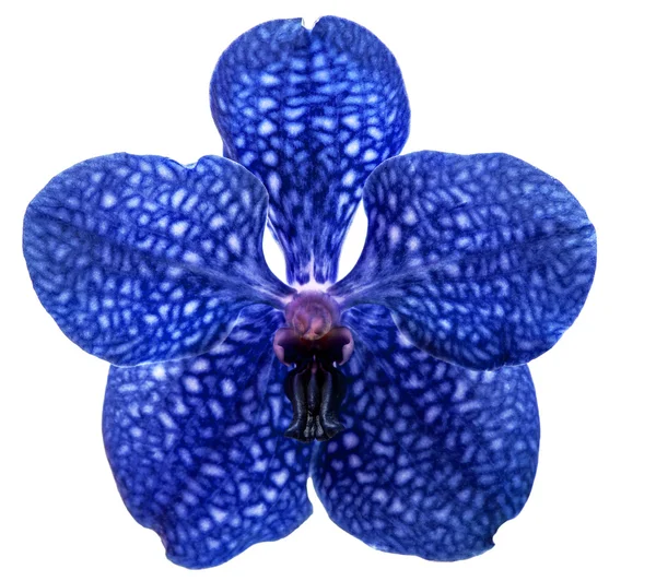 Orchidée fleur — Photo