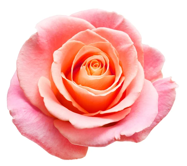 Roze bloem — Stockfoto