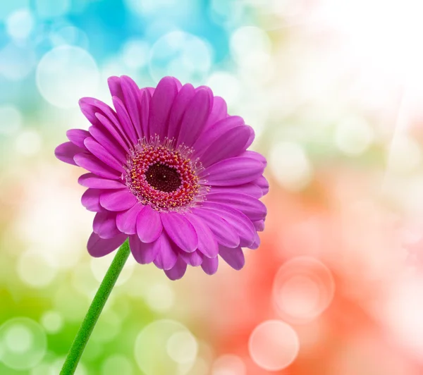 Flor de gérber — Fotografia de Stock