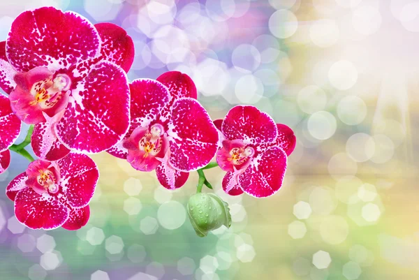 Orchideenblume — Stockfoto