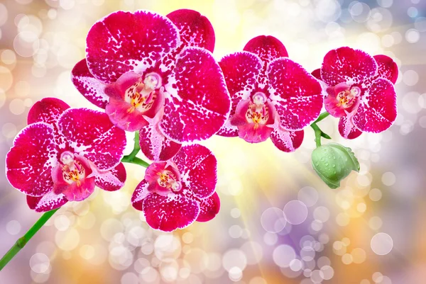 Orchideenblume — Stockfoto