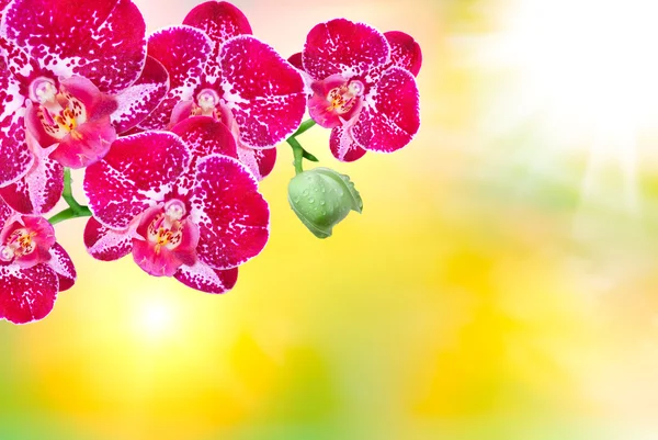 Flor de orquídea — Foto de Stock