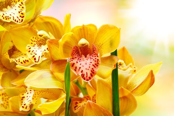 Flor de orquídea — Fotografia de Stock