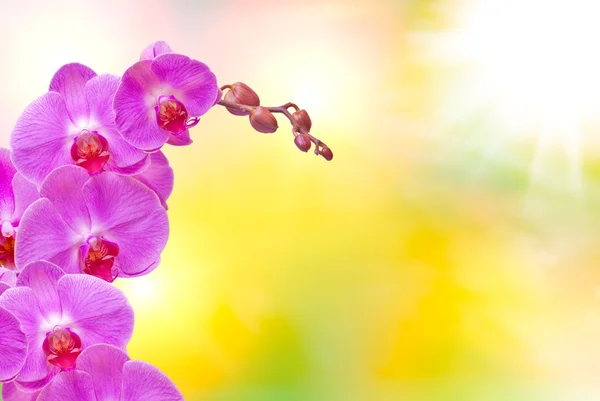 Flor de orquídea — Fotografia de Stock