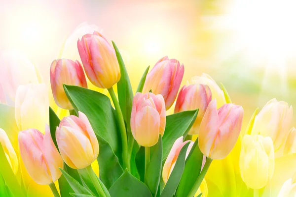 Flores de tulipa — Fotografia de Stock