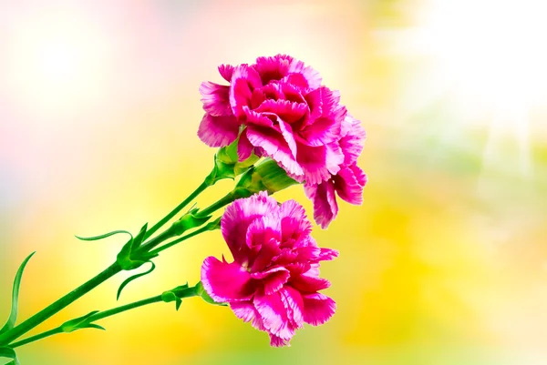 Carnation flower — Stock Photo, Image