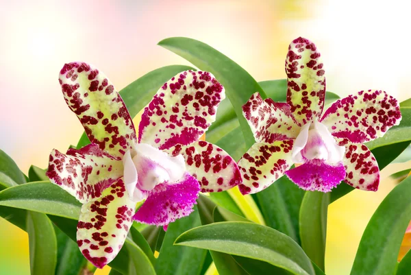 Orchidej květina — Stock fotografie