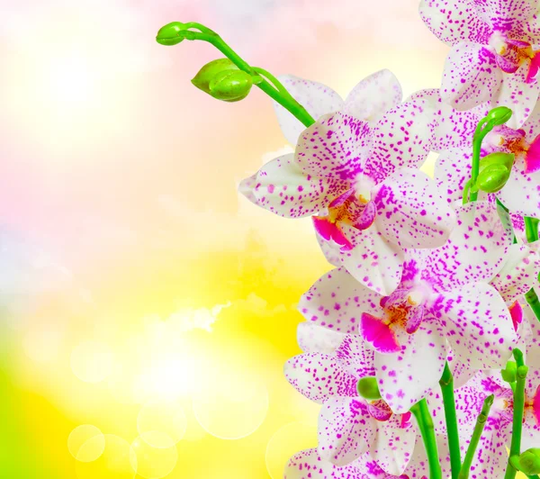 Orchideebloem — Stockfoto