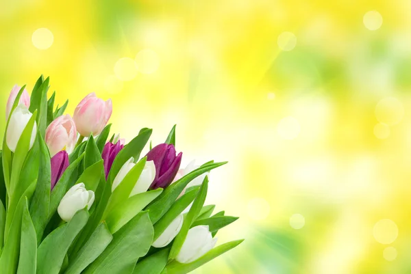 チューリップの花 — ストック写真