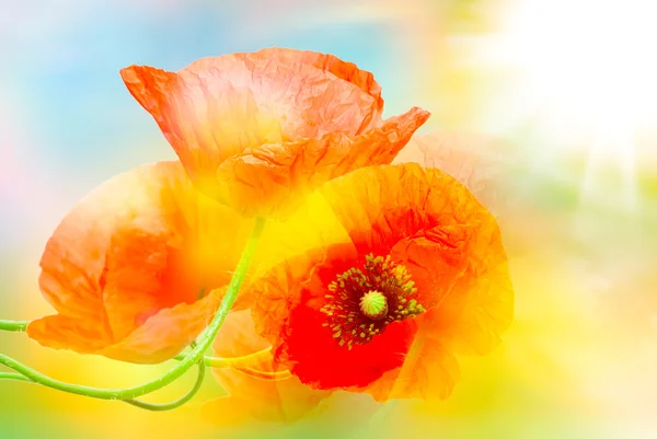 Red poppy — Stock Photo, Image