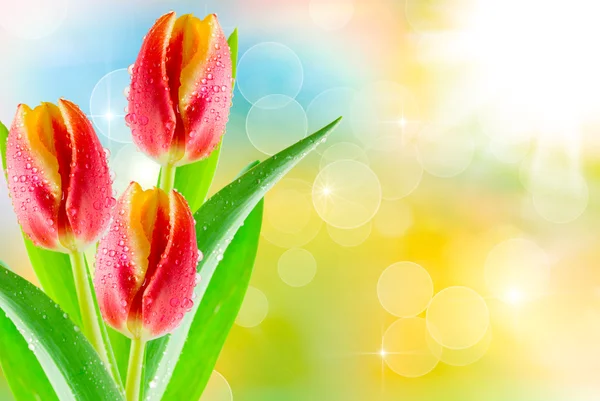 Tulp bloemen — Stockfoto