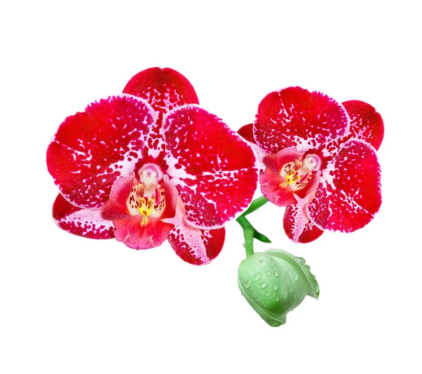 Flor de orquídea — Foto de Stock