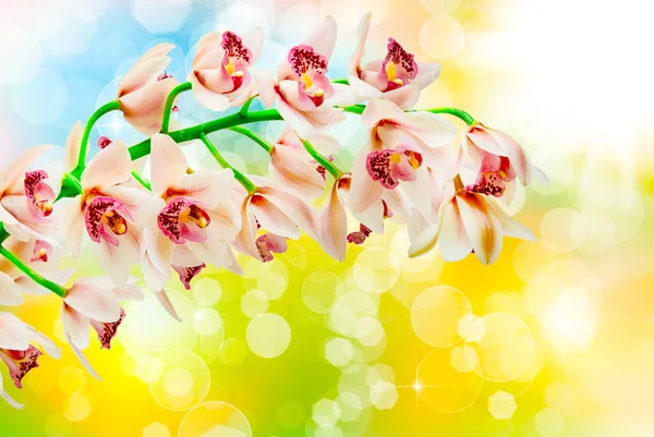 Orchideenblume — Stockfoto