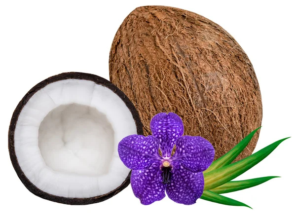 Coconut — Stock Photo, Image