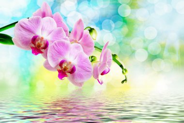 Orkide çiçek