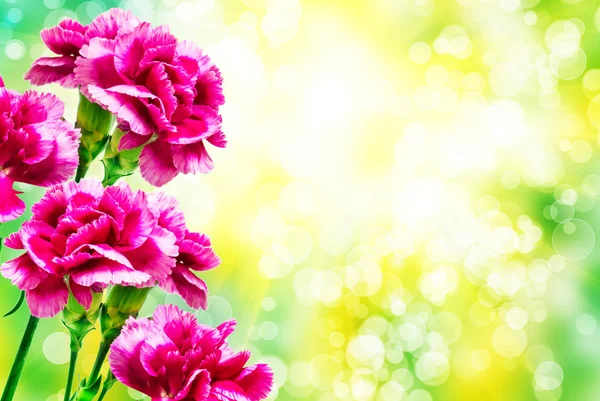 カーネーションの花 — ストック写真