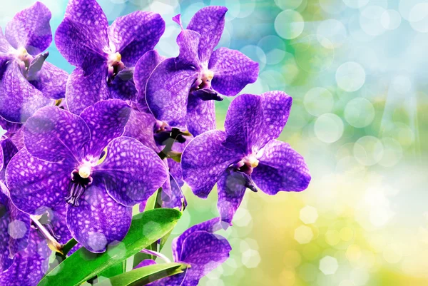 Orchideebloem — Stockfoto