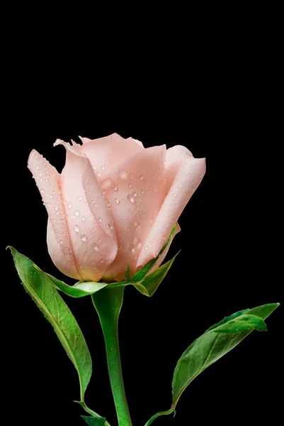 Roze bloem — Stockfoto