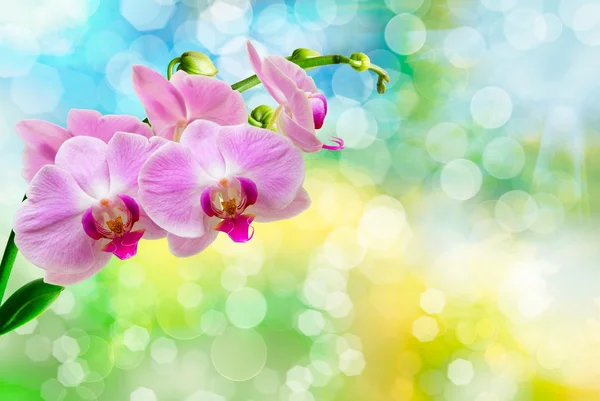 Flor de orquídea perto — Fotografia de Stock