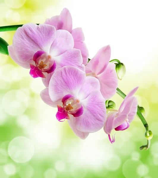 Orchidej květina zblízka — Stock fotografie