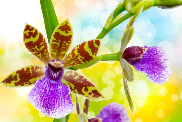 Flor de orquídea perto — Fotografia de Stock