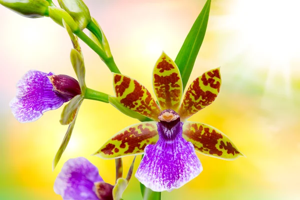 Flor de orquídea de cerca —  Fotos de Stock