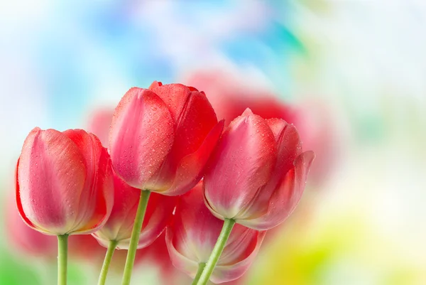 Tulpan blommor på nära håll — Stockfoto