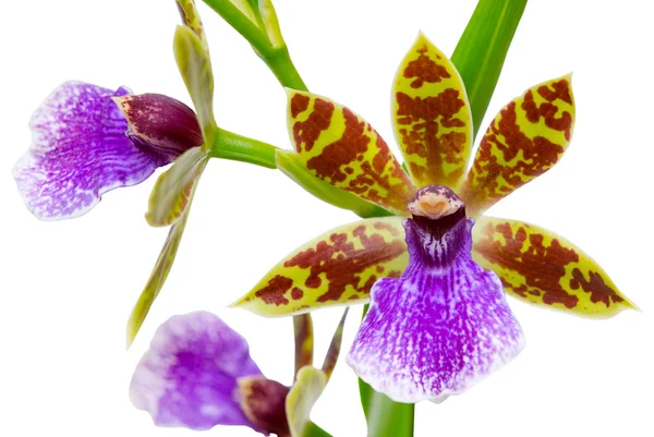 Flor de orquídea aislada en blanco —  Fotos de Stock