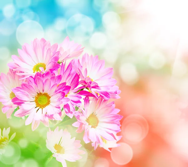 Gerberblume aus nächster Nähe — Stockfoto