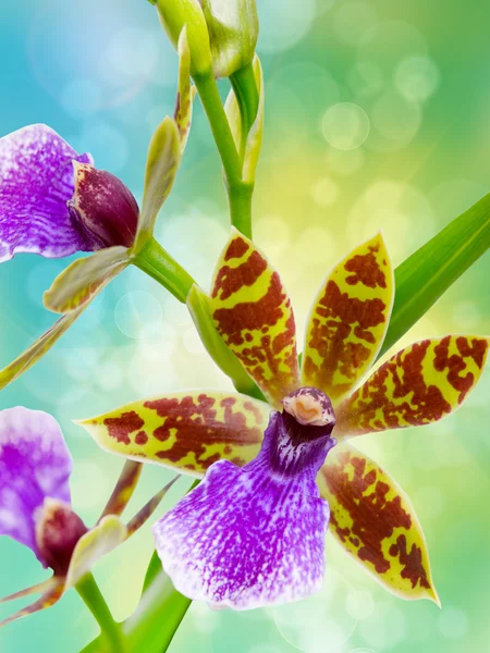 Flor de orquídea perto — Fotografia de Stock