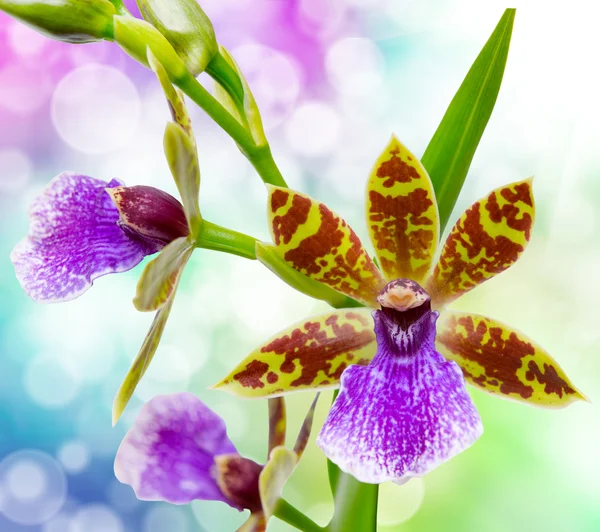 Flor de orquídea de cerca —  Fotos de Stock