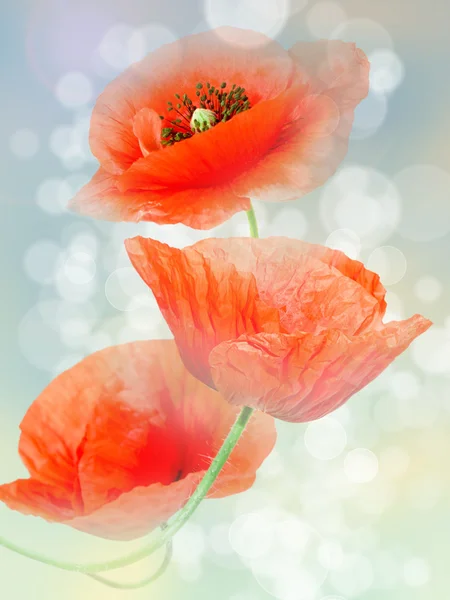 Red poppy close up — Stock Photo, Image