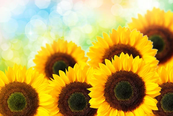 Nahaufnahme von Sonnenblumen — Stockfoto