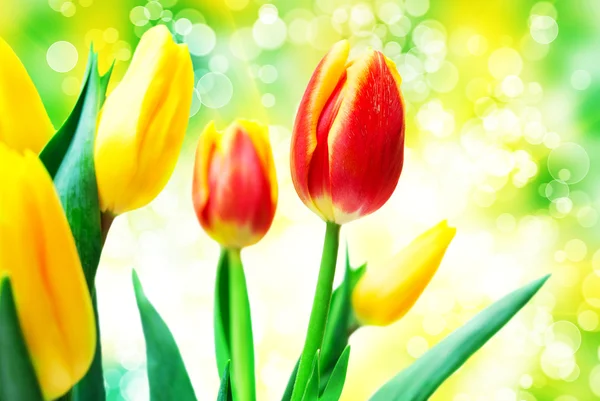 Zbliżenie kwiatów tulipanów — Zdjęcie stockowe