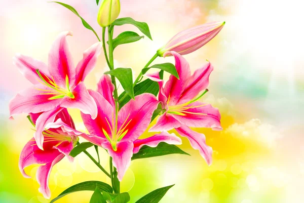 Pink lilies close up — Stock Photo, Image