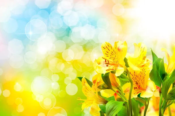 Lily flowers close up — Stock Photo, Image