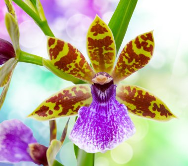 Orkide çiçek yakın çekim