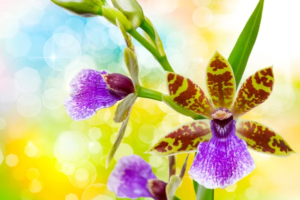 Flor de orquídea de cerca — Foto de Stock