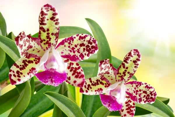 Orchidea kwiat bliska — Zdjęcie stockowe