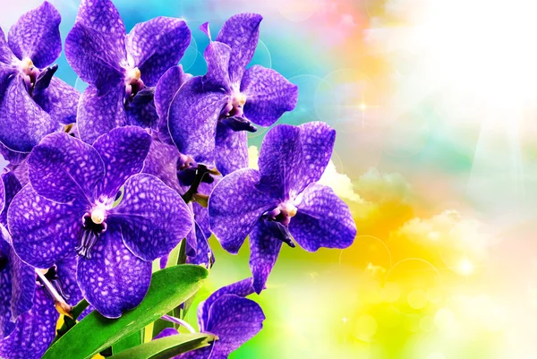 Orkidé närbild — Stockfoto