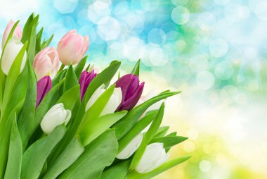 Lale çiçek yakın çekim