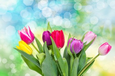 Lale çiçek yakın çekim