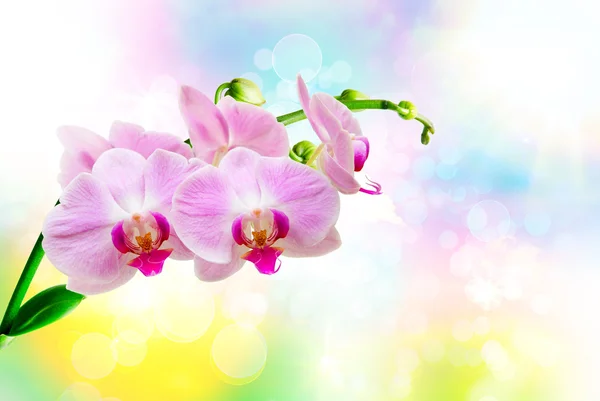 Orchideenblume aus nächster Nähe — Stockfoto