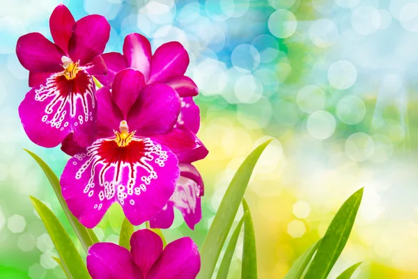 Orchideebloem close-up — Stockfoto