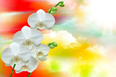 Orkide çiçek yakın çekim