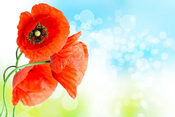 Roter Mohn aus nächster Nähe — Stockfoto