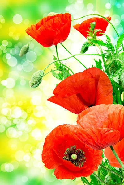 Roter Mohn aus nächster Nähe — Stockfoto