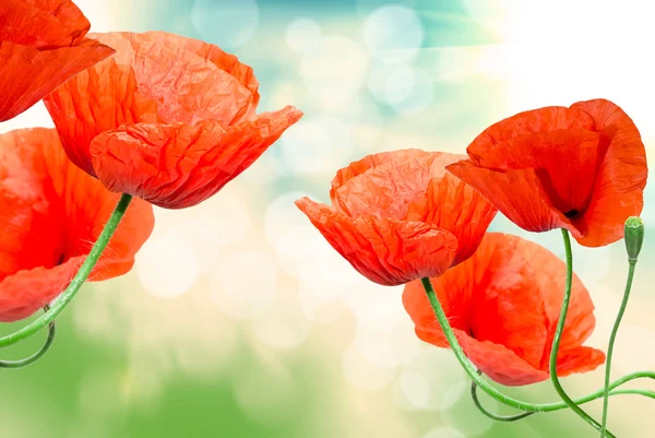 Roter Mohn aus nächster Nähe — Stockfoto