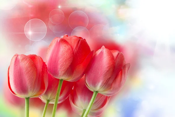 Tulip flowers close up — Stock Photo, Image